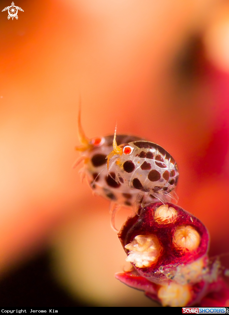 A Lady bug