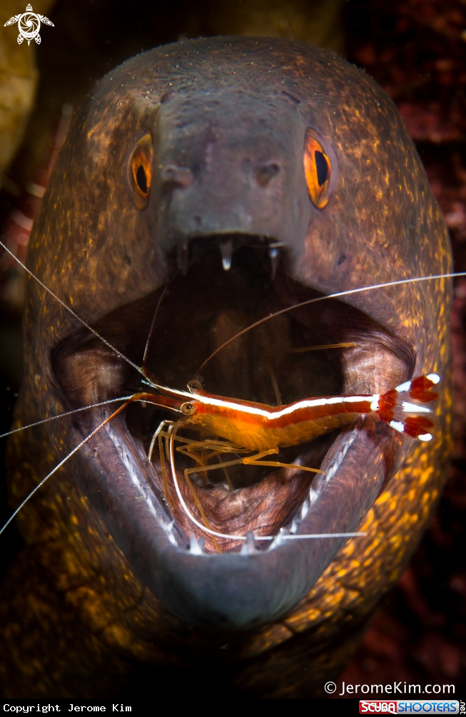 A Moray Eel with cleaner shrimp