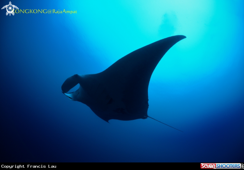 A Manta Ray