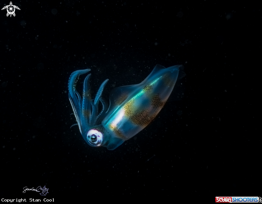 A Squid