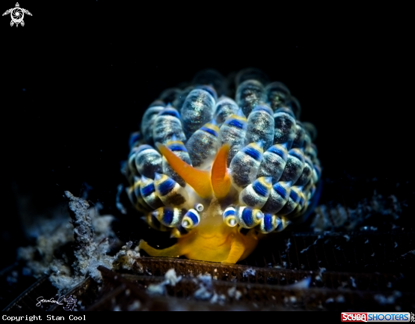 A Nudi branch