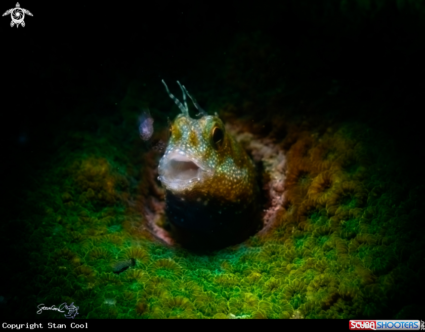A Blenny 