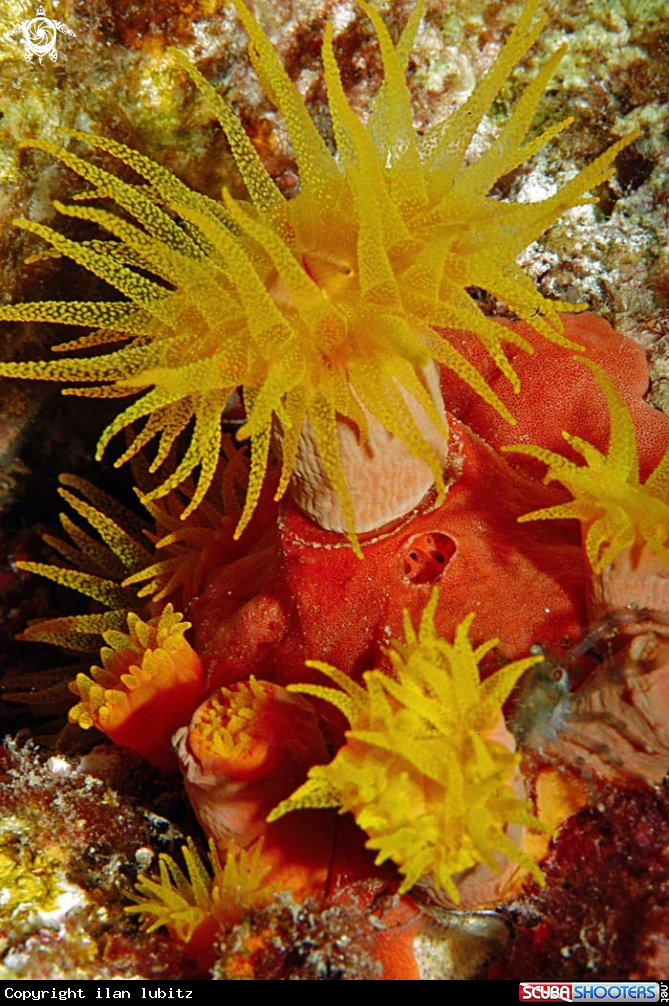 A soft corals