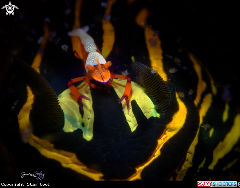 A nudi branch
