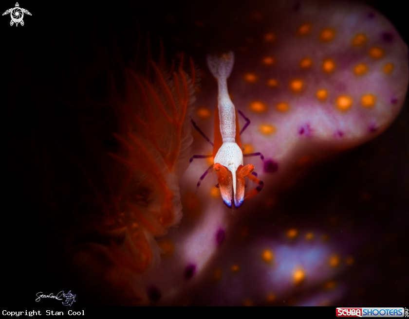 A Nudibranch