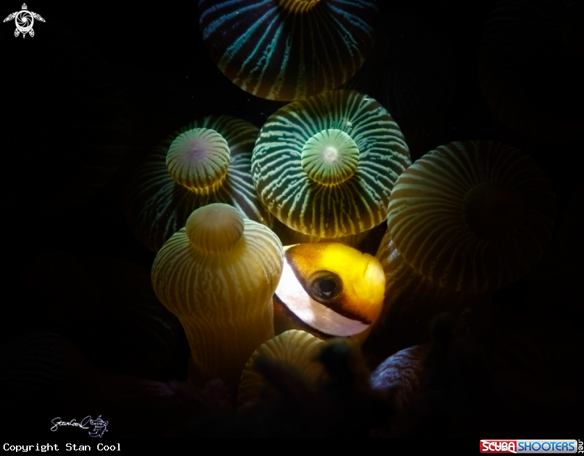 A NEMO