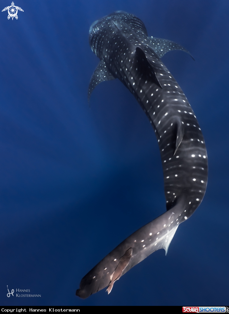 A Whale Shark