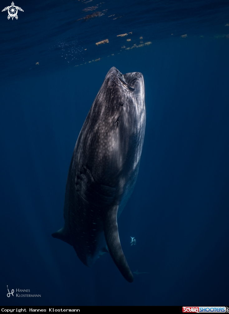 A Whale Shark