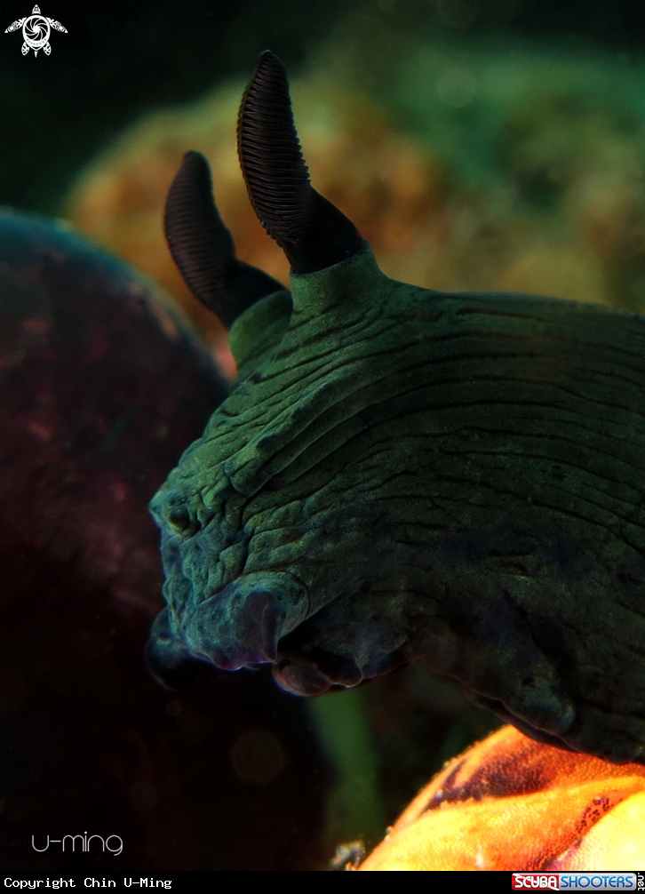 A Nembrotha 