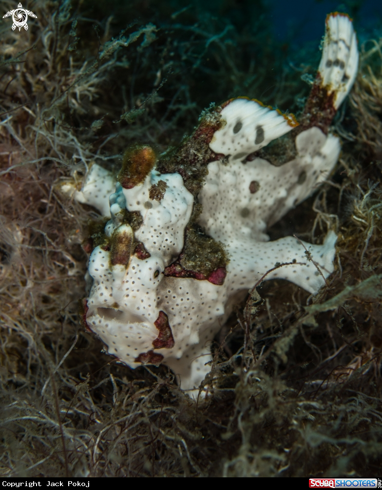 A Warty frogfish
