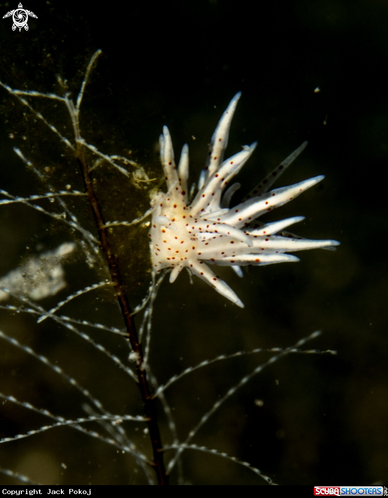 A Eubranchus sp.,