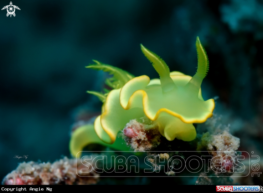 A Glossodoris pallida
