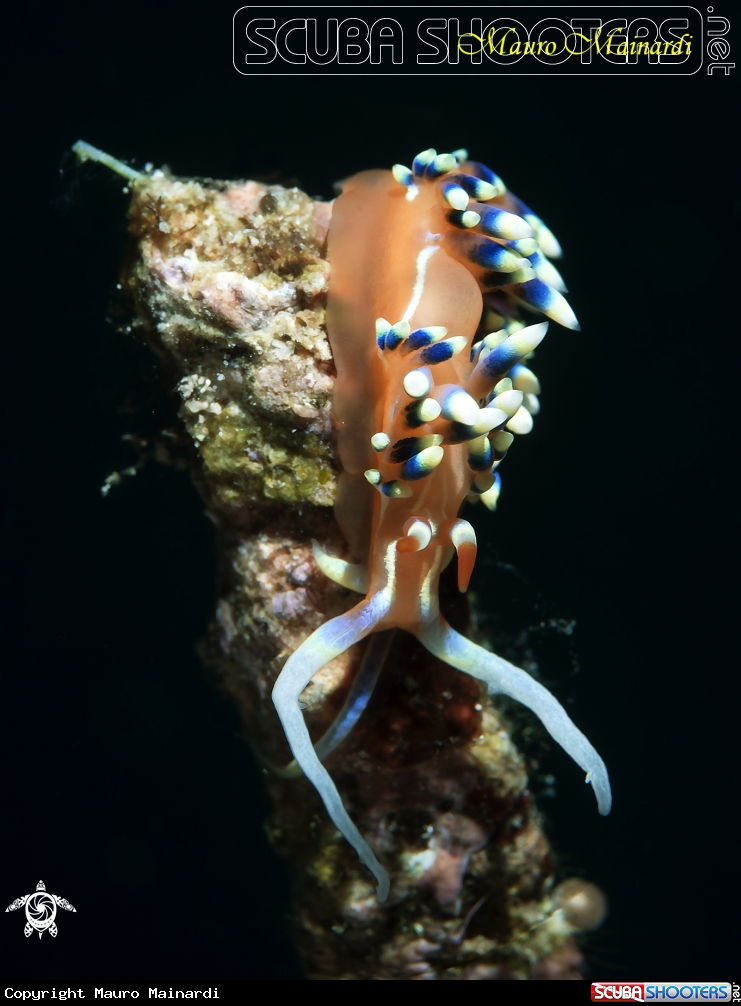 A Nudibranch