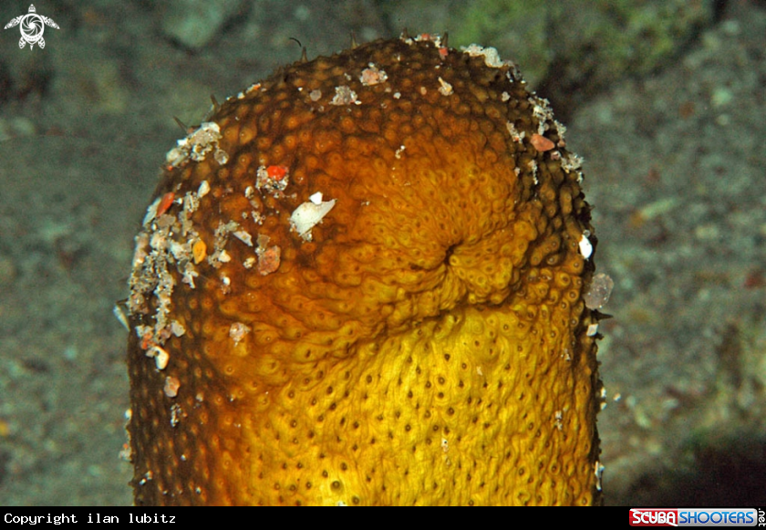 A sea cucumber