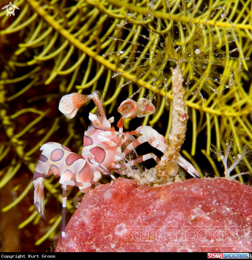 A Harlequin shrimp