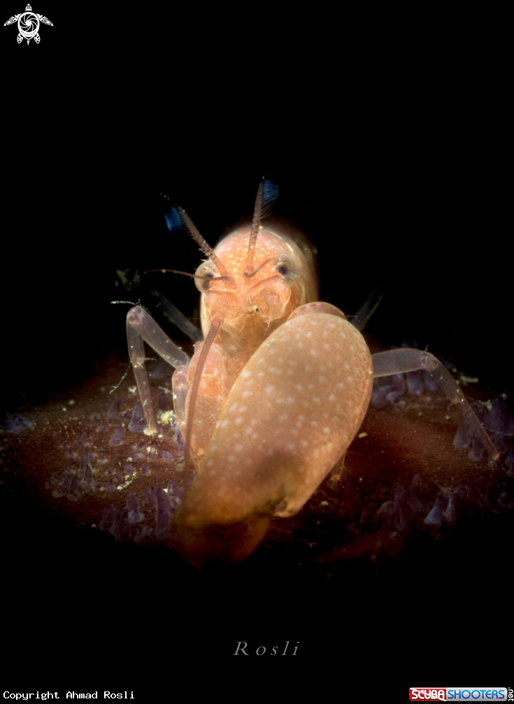 A Snapping Shrimp