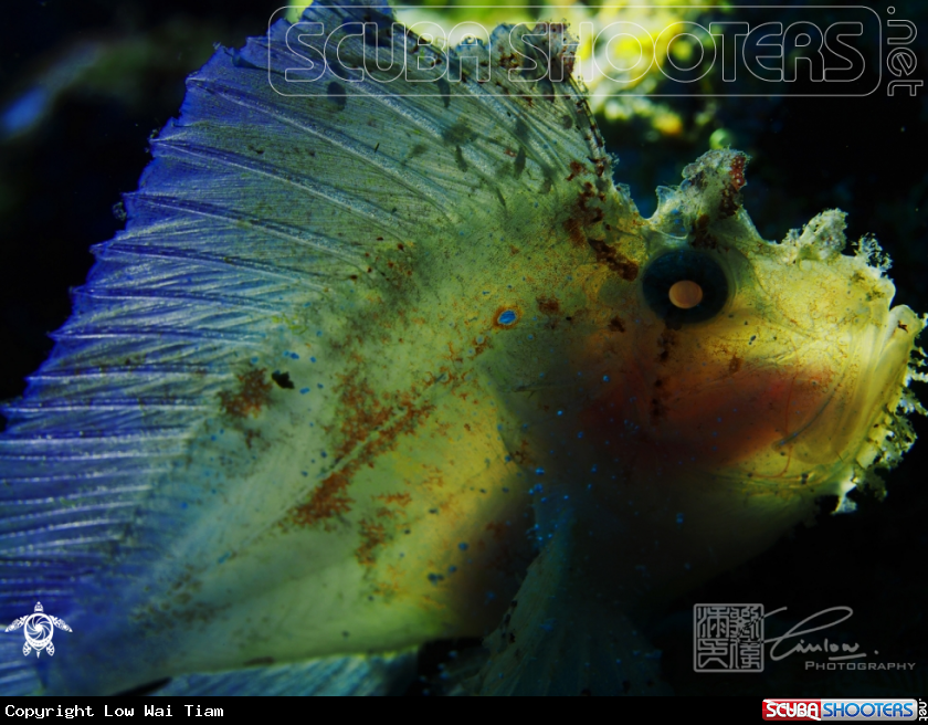 A Leaf Scorpionfish