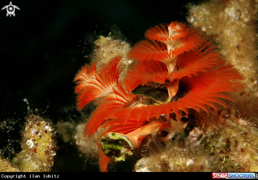 A christmas tree worm