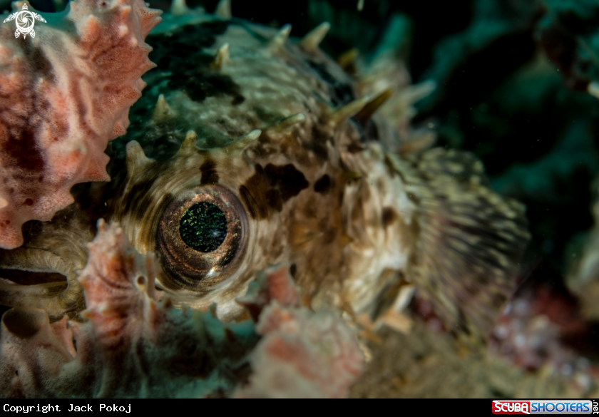 A Porcupine fish