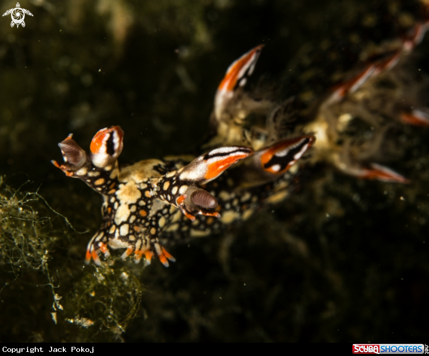 A Bornella anguilla