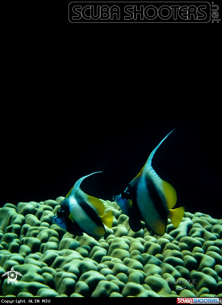 A Red Sea Banner Fish