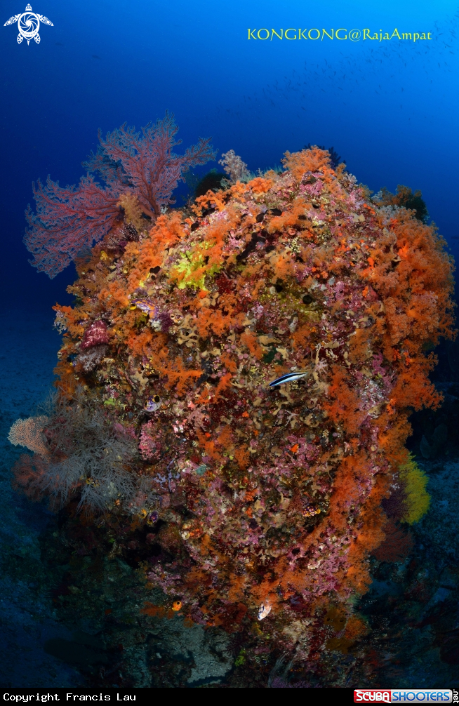 A Coral