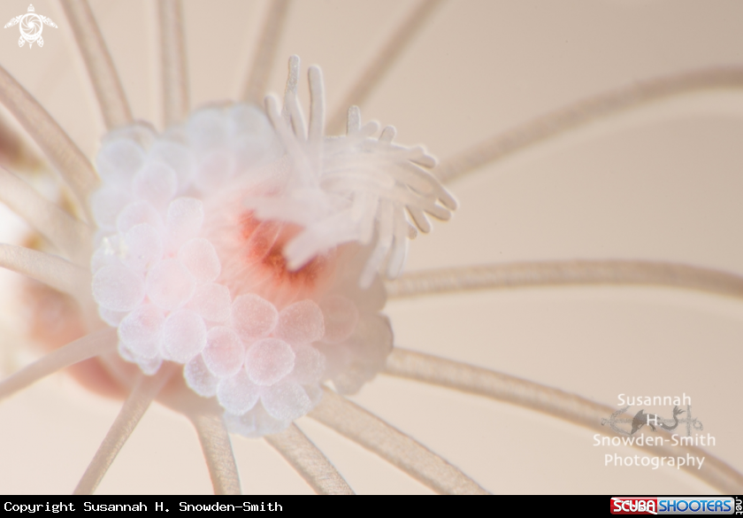A Hydroid