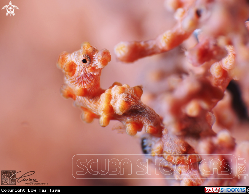 A Pygmy seahorse
