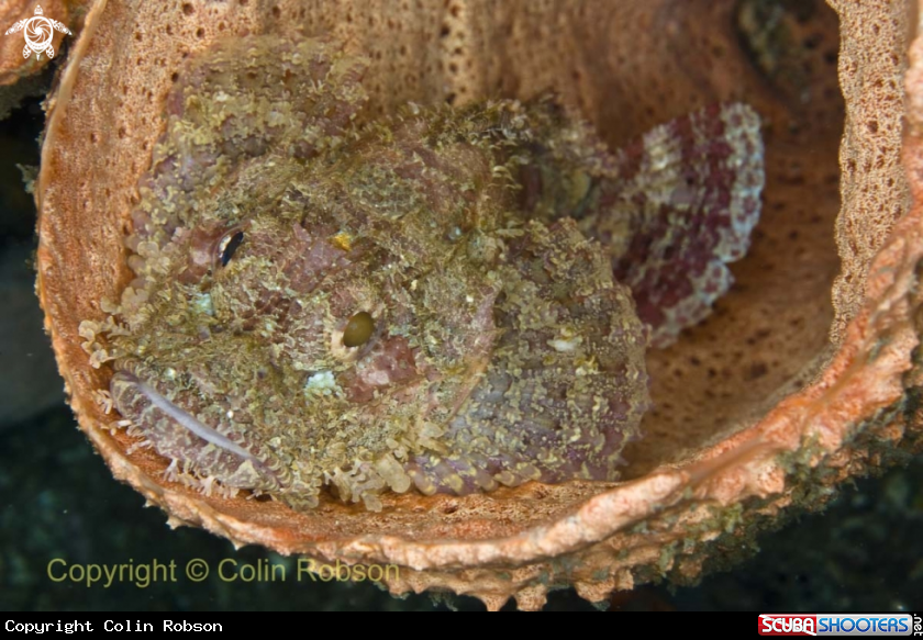 A scorpion fish