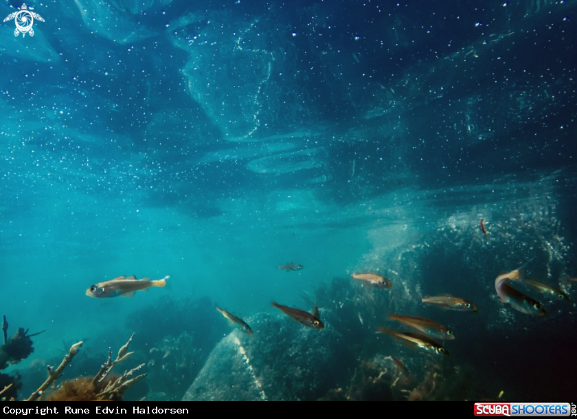 A Shallows