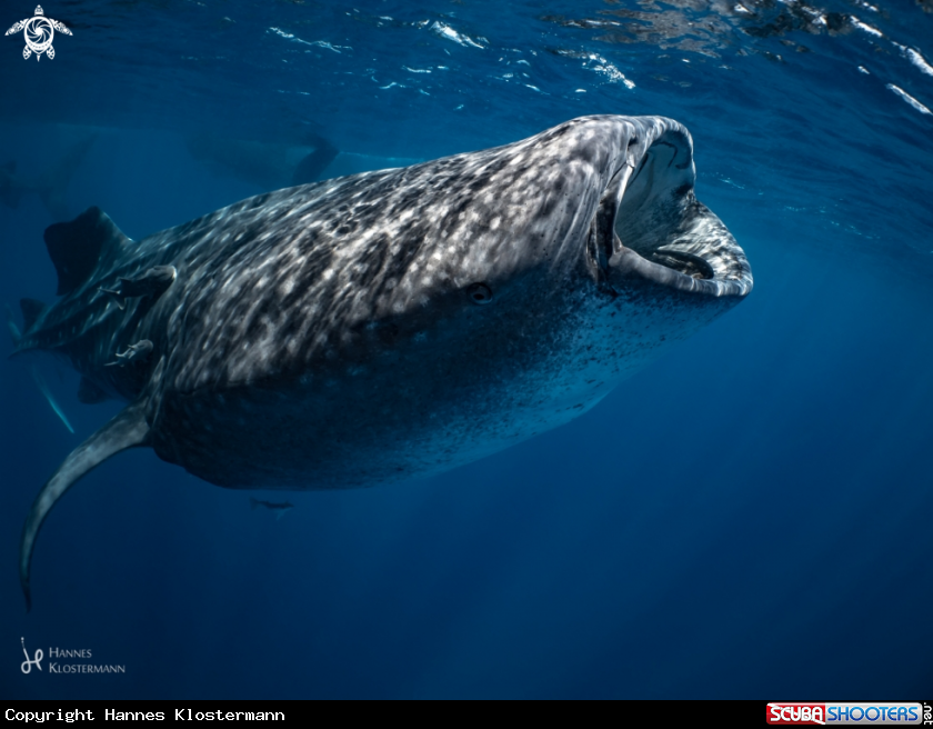 A Whale Shark