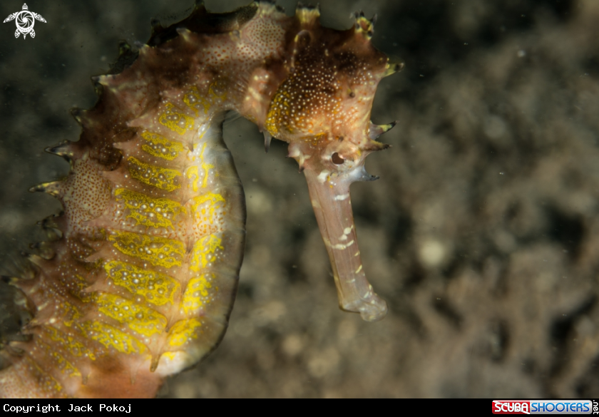 A Thorny seahorse