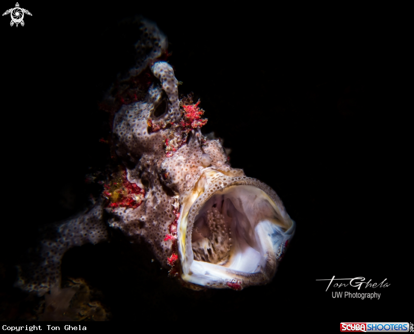 A Frogfish