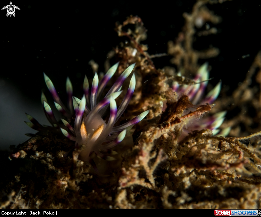 A Flabellina exoptata
