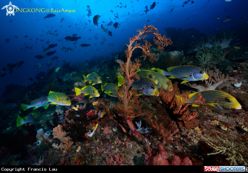 A Yellow Sweetlips