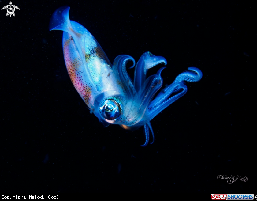 A Squid