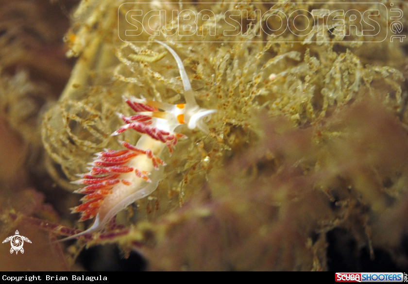 A Nudibranch