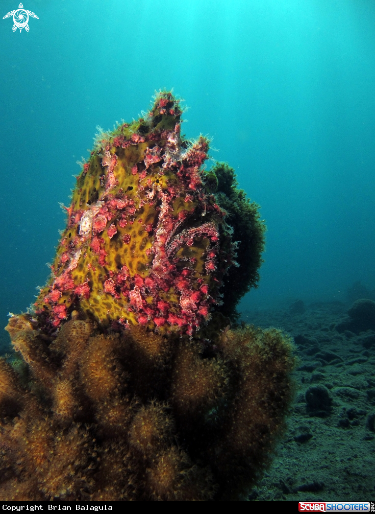 A Giant Frogfish