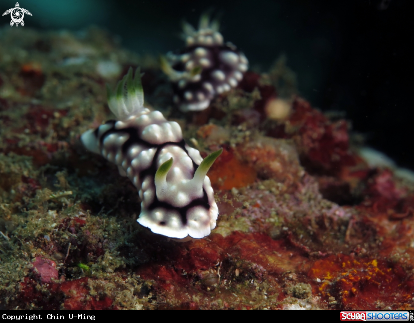 A Goniobranchus geometricus