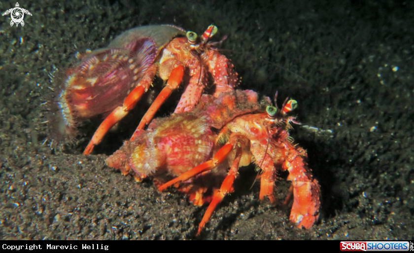 A Hermit Crabs