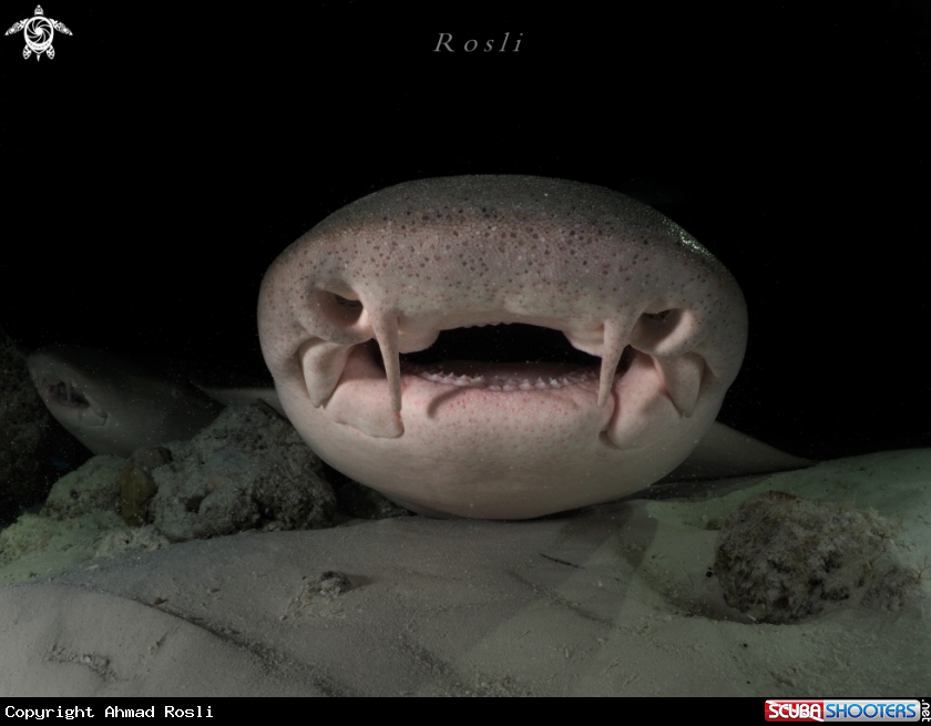 A Nurse shark