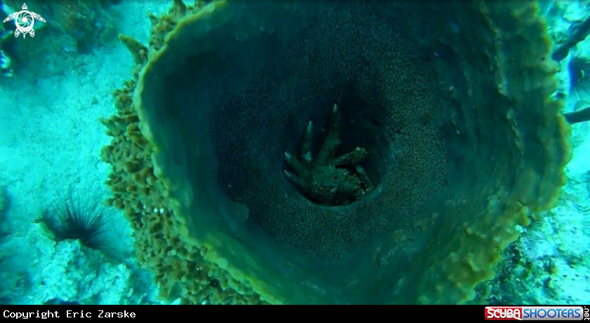 A Crab