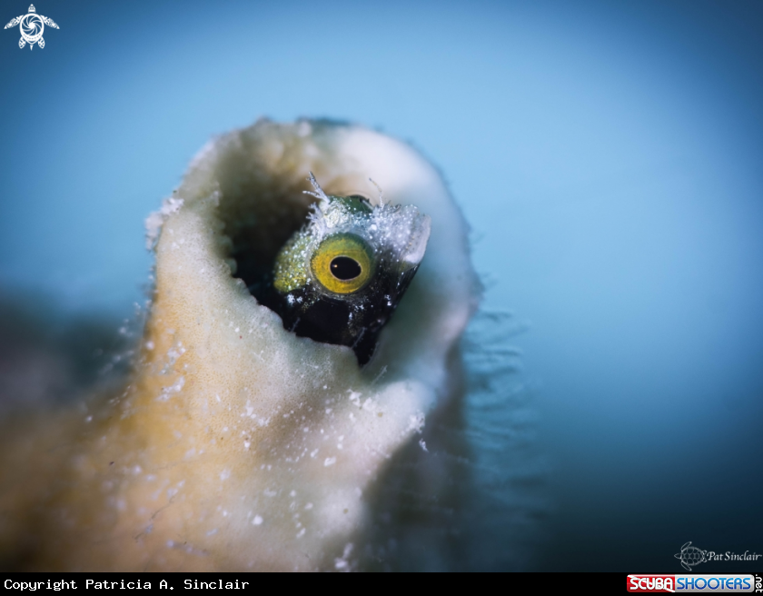 A rough head blenny