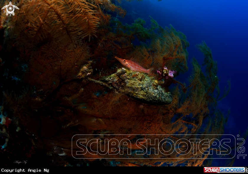 A Sea Fans