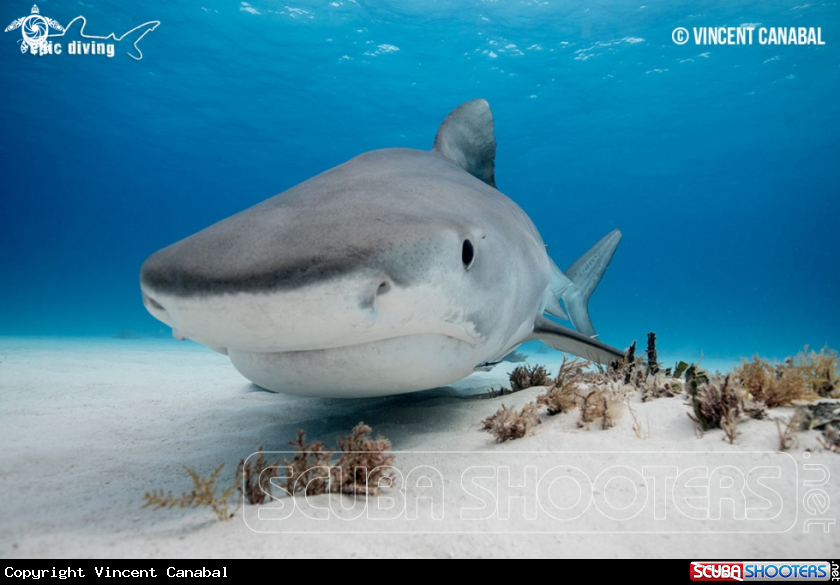 A Tiger Shark