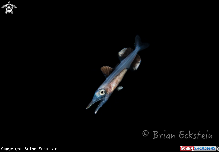 A Larval Wahoo