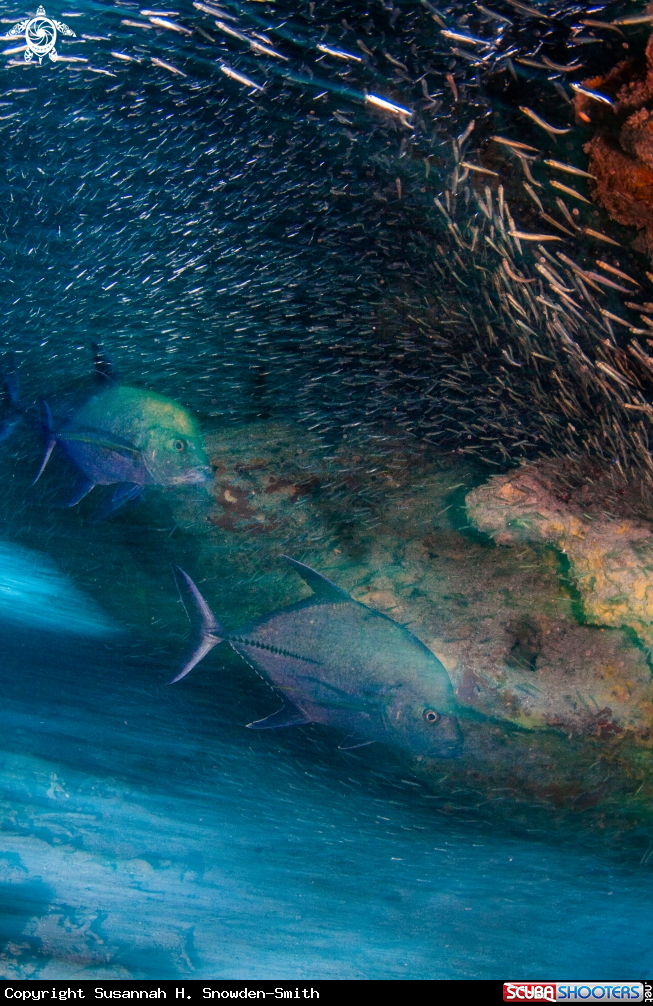 A Jacks, silversides