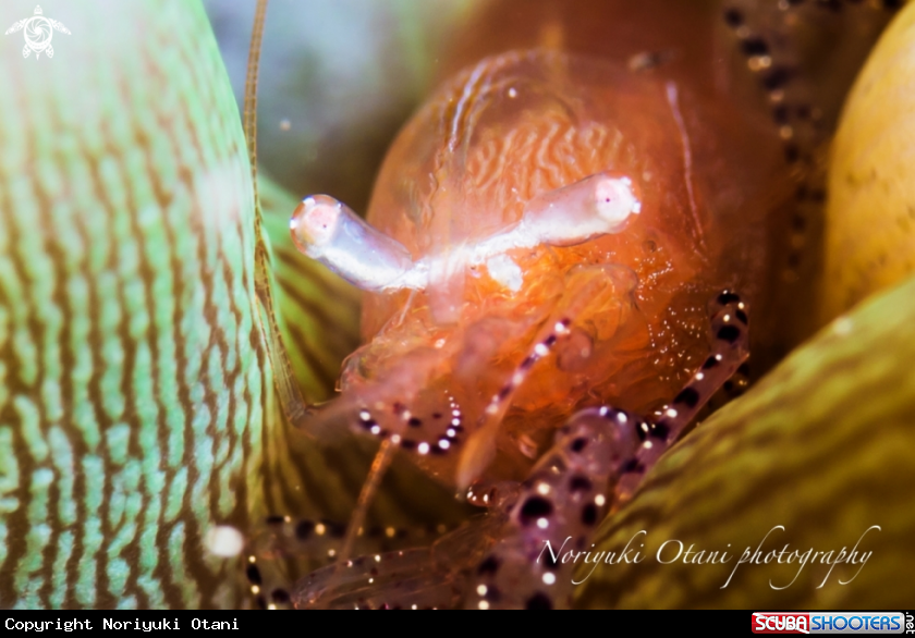 A anemone shrimp