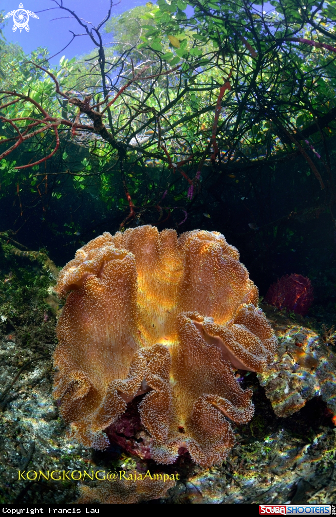 A Coral