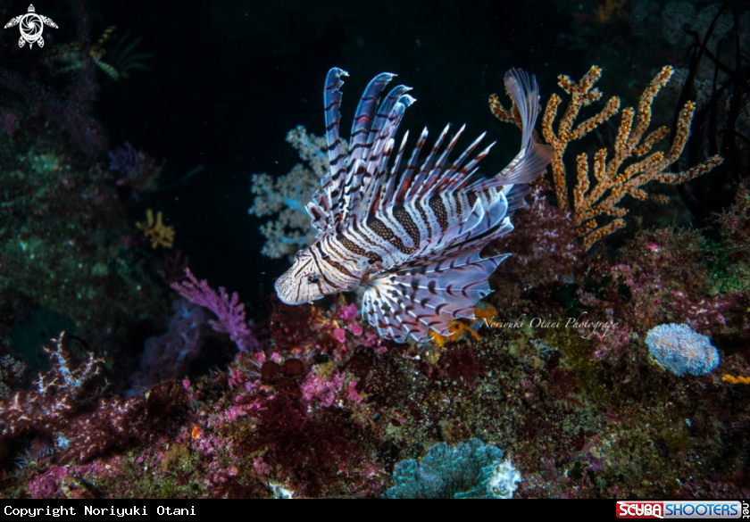A Luna lion fish